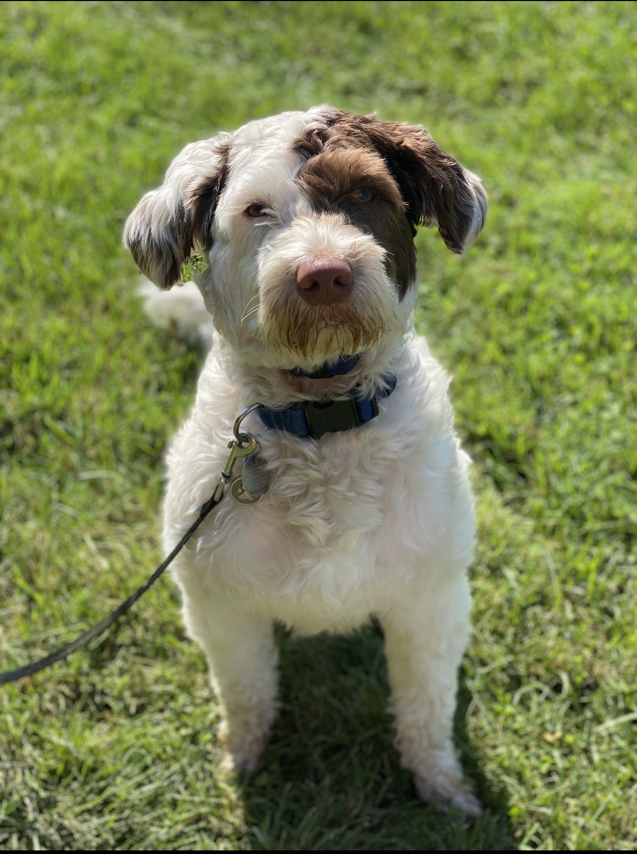 Nephi the therapy dog, a golden retriever who greets patients at Beautiful Smiles Family Dental Center